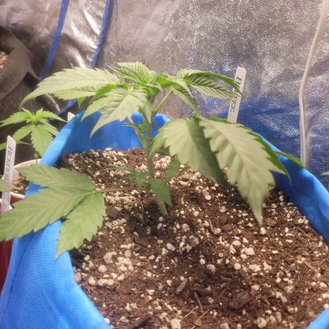 Dosi cookie  growlog timeline photo