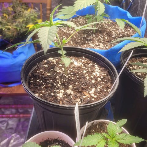 Cherry gelato 3  growlog timeline photo