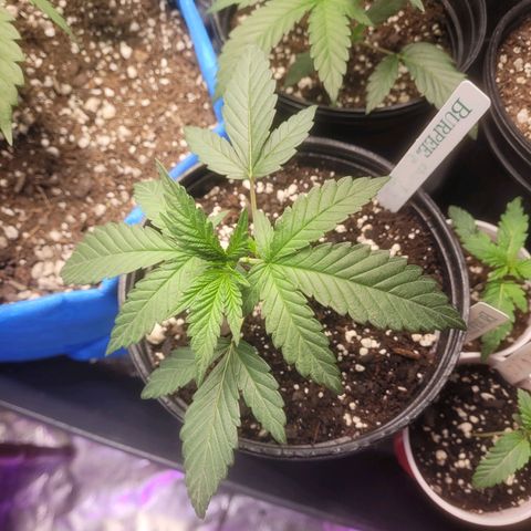 Cherry gelato 3  growlog timeline photo