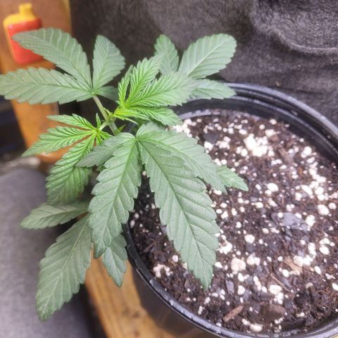 Cherry gelato 3  growlog timeline photo