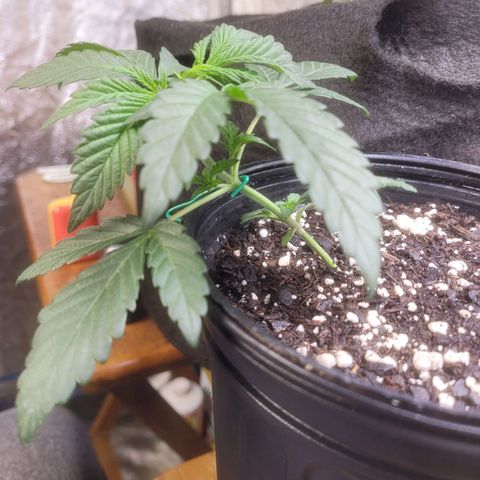 Cherry gelato 3  growlog timeline photo