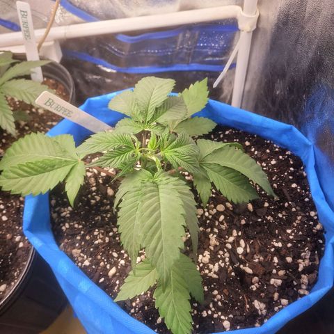 Dosi cookie  growlog timeline photo