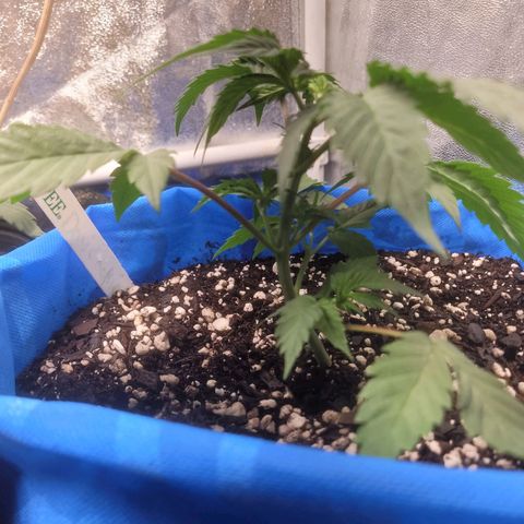 Dosi cookie  growlog timeline photo