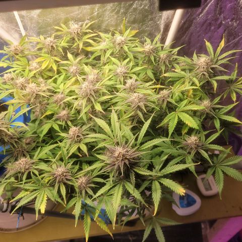 Sour diesel auto 2 growlog timeline photo