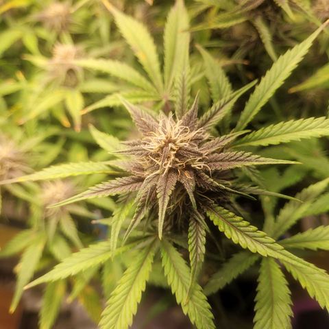 Sour diesel auto 2 growlog timeline photo