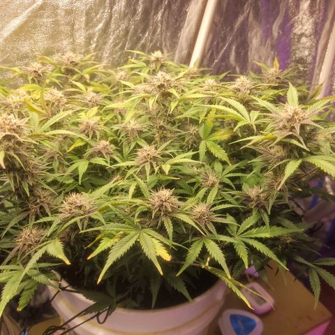 Sour diesel auto 2 growlog timeline photo