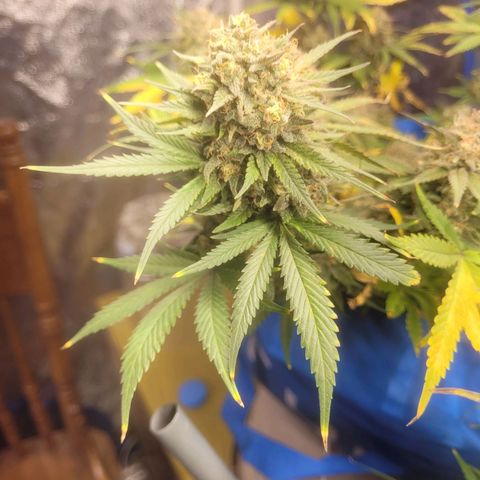 Sour deisel auto 1 growlog timeline photo