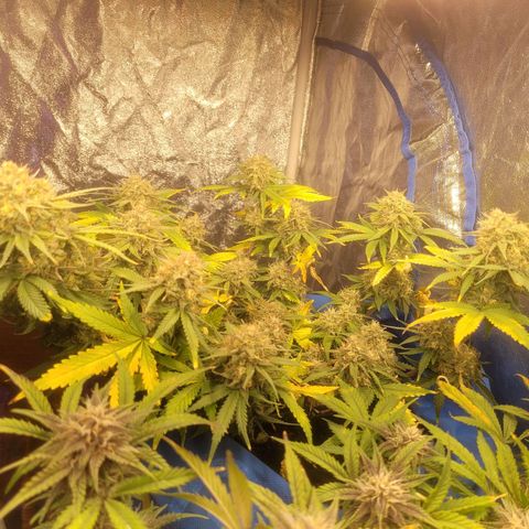 Sour deisel auto 1 growlog timeline photo