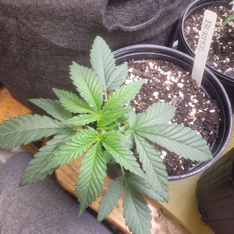 Cherry gelato 3  growlog timeline photo