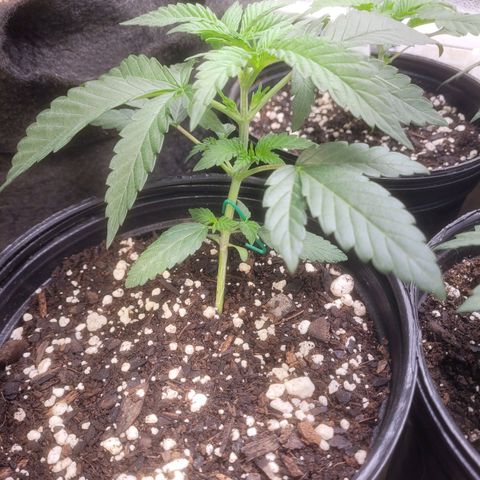 Cherry gelato 3  growlog timeline photo