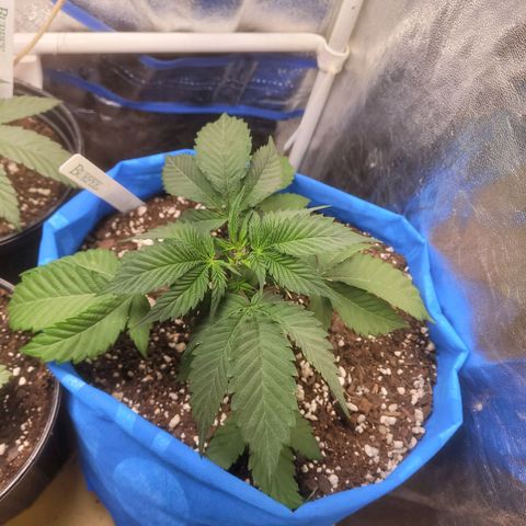 Dosi cookie  growlog timeline photo