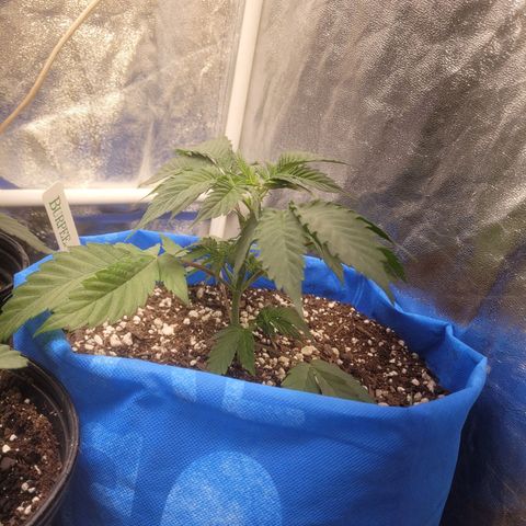 Dosi cookie  growlog timeline photo