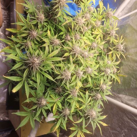 Sour diesel auto 2 growlog timeline photo