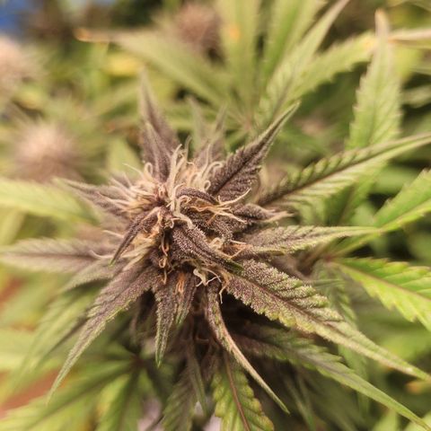 Sour diesel auto 2 growlog timeline photo