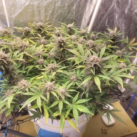 Sour diesel auto 2 growlog timeline photo