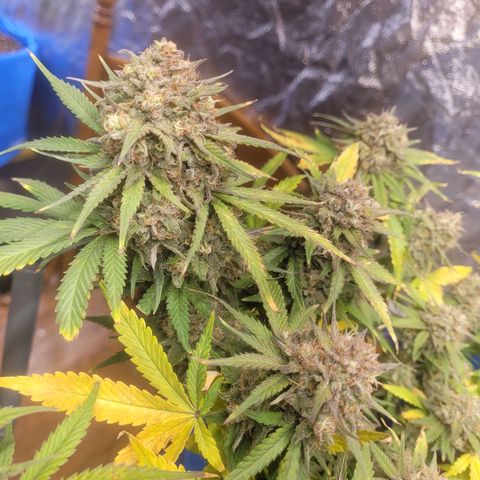 Sour deisel auto 1 growlog timeline photo