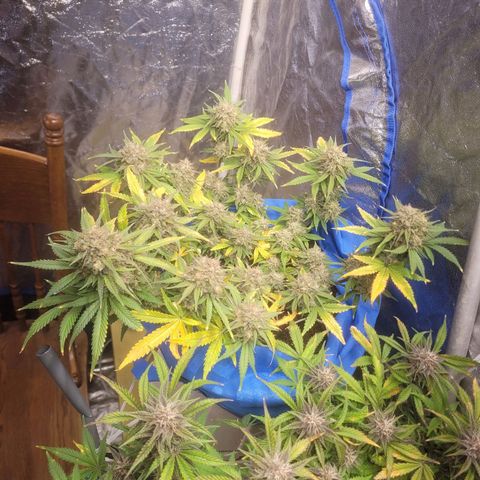 Sour deisel auto 1 growlog timeline photo