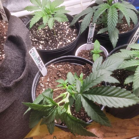 Cherry gelato 3  growlog timeline photo