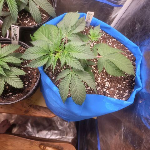 Dosi cookie  growlog timeline photo