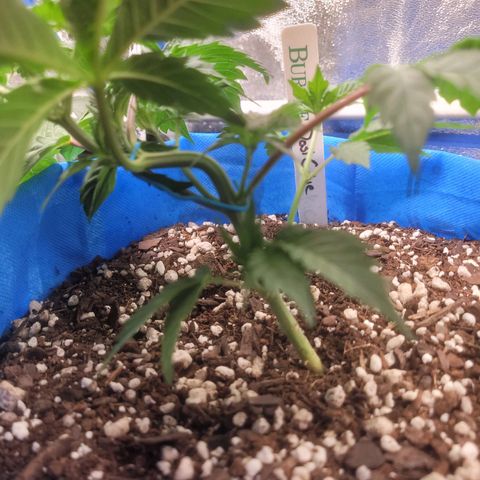 Dosi cookie  growlog timeline photo