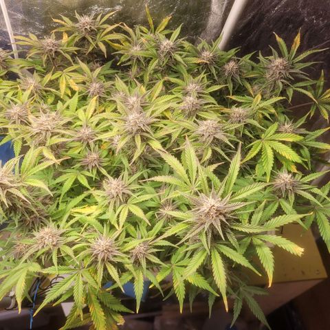 Sour diesel auto 2 growlog timeline photo