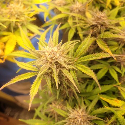 Sour diesel auto 2 growlog timeline photo