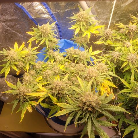 Sour deisel auto 1 growlog timeline photo