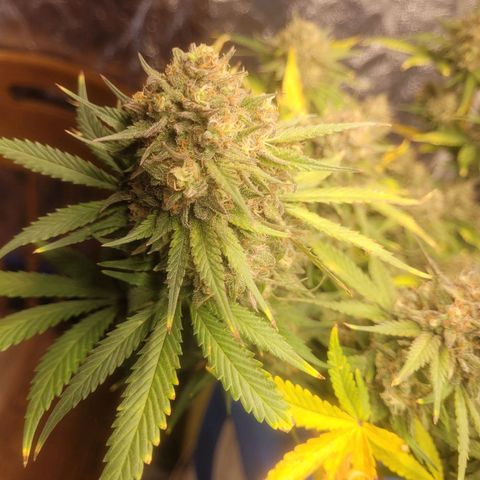 Sour deisel auto 1 growlog timeline photo