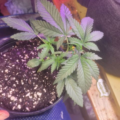 Cherry gelato 3  growlog timeline photo