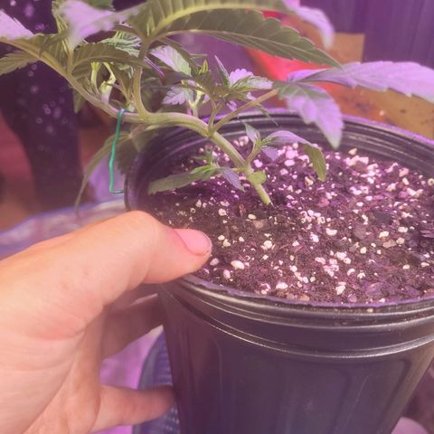 Cherry gelato 3  growlog timeline photo