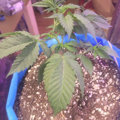 Dosi cookie  growlog timeline photo