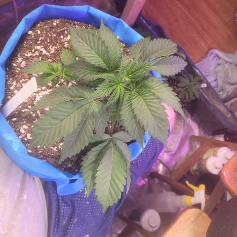 Dosi cookie  growlog timeline photo