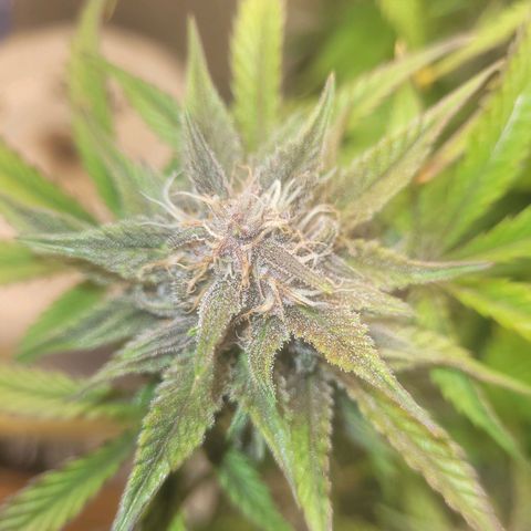 Sour diesel auto 2 growlog timeline photo