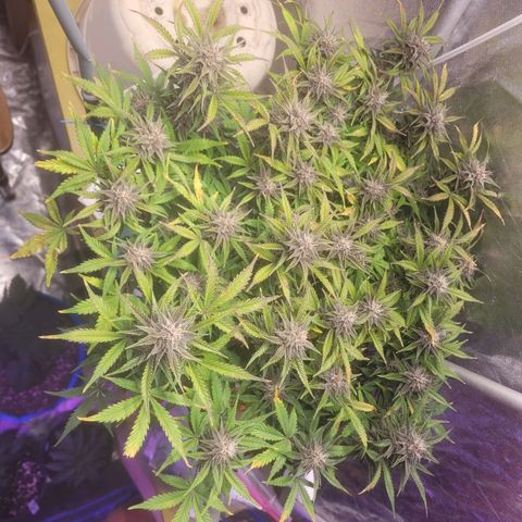 Sour diesel auto 2 growlog timeline photo