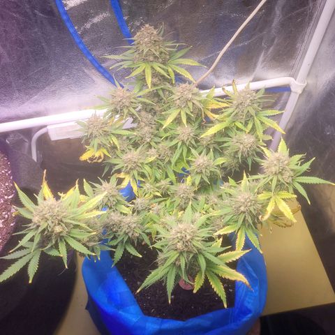 Sour deisel auto 1 growlog timeline photo