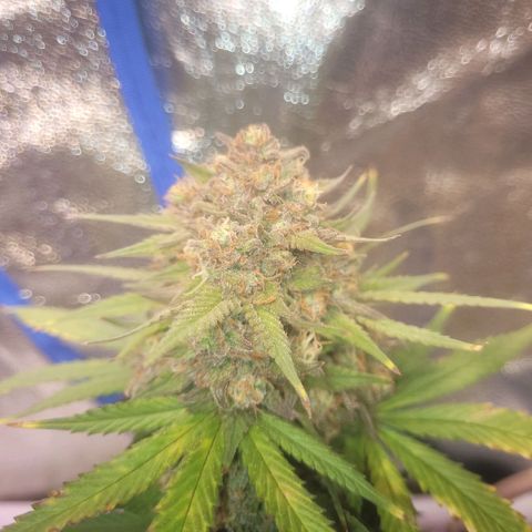 Sour deisel auto 1 growlog timeline photo