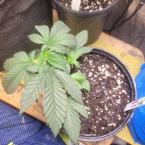 Cherry gelato 3  growlog timeline photo