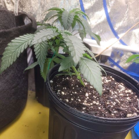 Cherry gelato 3  growlog timeline photo