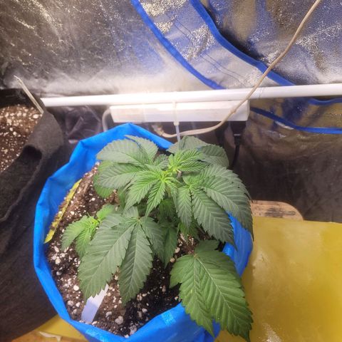 Dosi cookie  growlog timeline photo