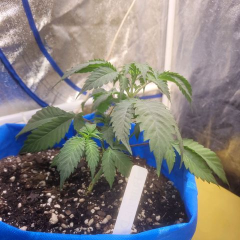 Dosi cookie  growlog timeline photo