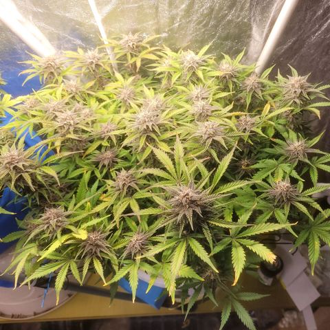 Sour diesel auto 2 growlog timeline photo