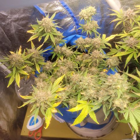 Sour deisel auto 1 growlog timeline photo