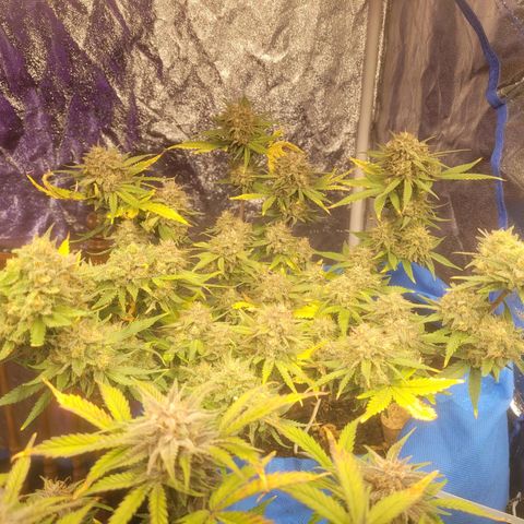 Sour deisel auto 1 growlog timeline photo