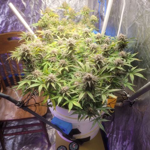 Sour diesel auto 2 growlog timeline photo