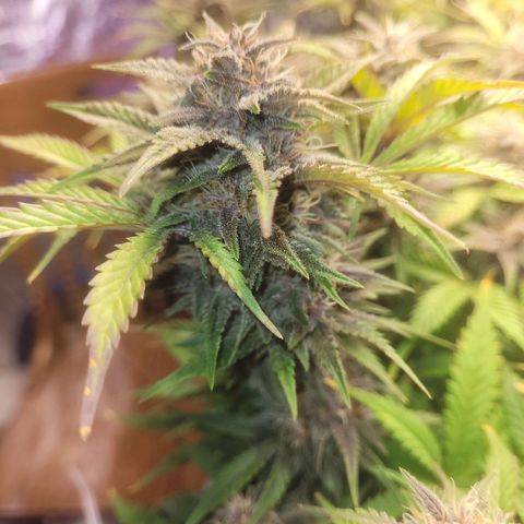 Sour diesel auto 2 growlog timeline photo