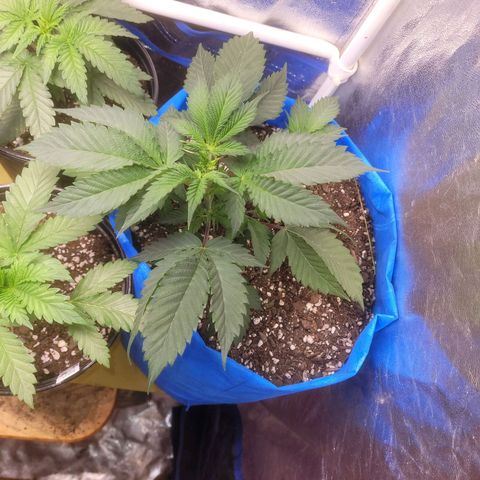 Dosi cookie  growlog timeline photo