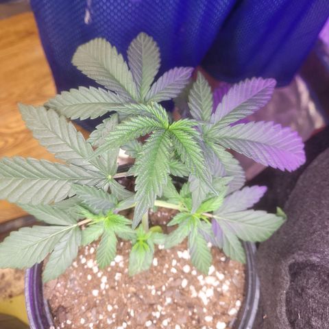 Cherry gelato 3  growlog timeline photo