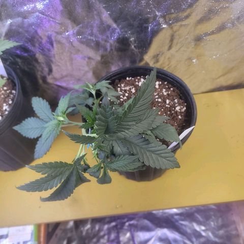 Cherry gelato 3  growlog timeline photo