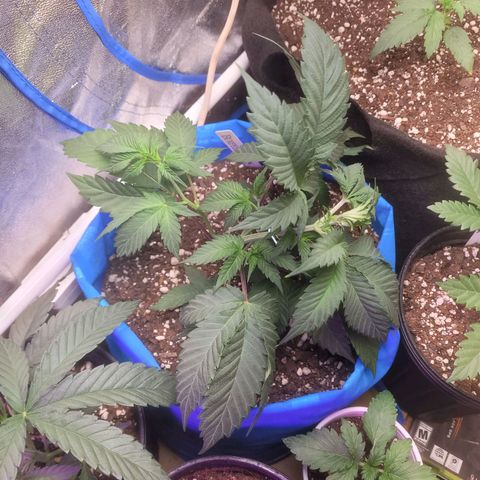 Dosi cookie  growlog timeline photo