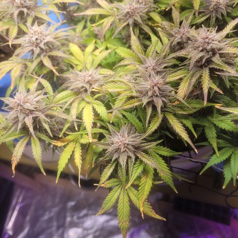 Sour diesel auto 2 growlog timeline photo